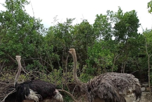 Zanzibar: Kilosa Zoo Conservation og dhow-sejltur ved solnedgang