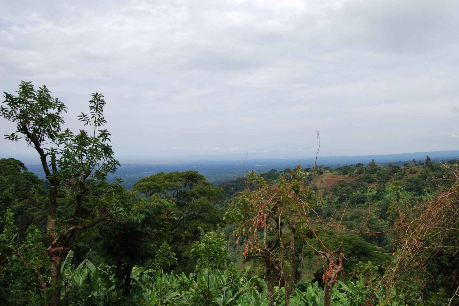 Zanzíbar: excursión de un día al bosque y las cuevas de Kiwengwa
