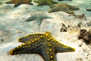 Zanzibar: Kiwengwa Reef Snorkeling and Sailing Tour