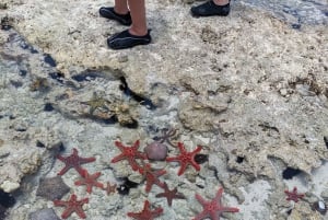 Zanzibar: Kiwengwa Reef Snorkeling and Sailing Tour