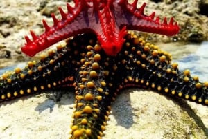 Zanzibar: Kiwengwa Reef Snorkeling and Sailing Tour