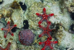 Zanzibar: Kiwengwa Reef Snorkeling and Sailing Tour
