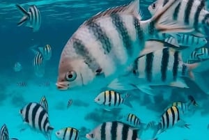 Zanzibar: Wycieczka z nurkowaniem i żeglowaniem po rafie Kiwengwa