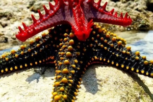 Zanzibar: Wycieczka z nurkowaniem i żeglowaniem po rafie Kiwengwa