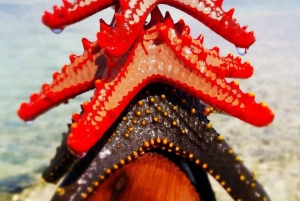 Zanzibar: Wycieczka z nurkowaniem i żeglowaniem po rafie Kiwengwa