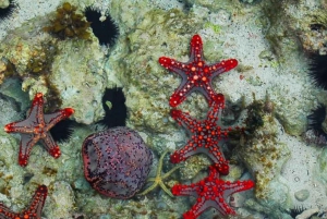 Zanzibar: Wycieczka z nurkowaniem i żeglowaniem po rafie Kiwengwa