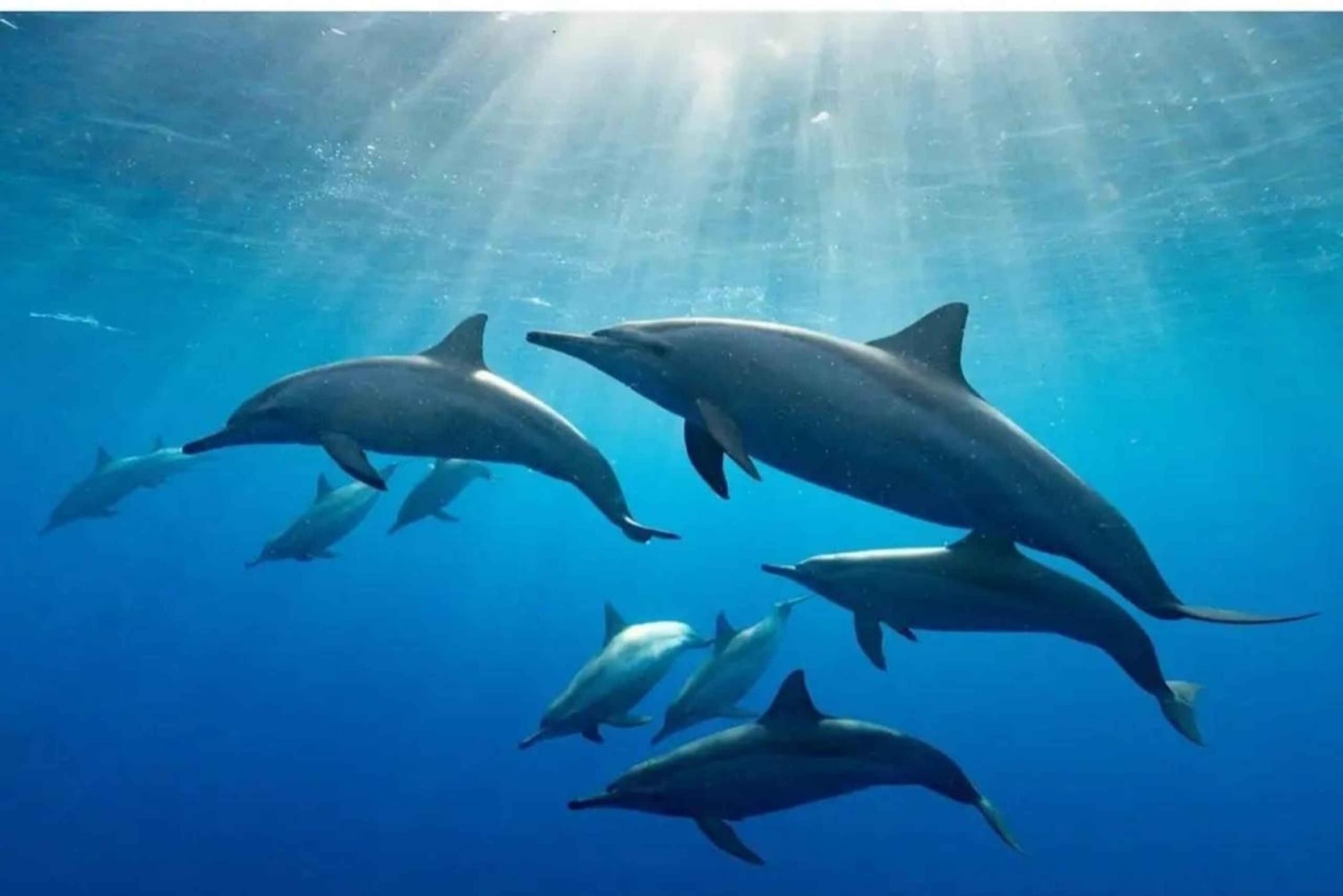 Zanzibar: Kizimkazi Dolphin Tour & Sea turtle Sanctuary Tour