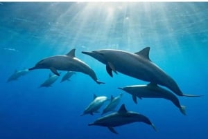 Zanzibar: tour dei delfini di Kizimkazi e del santuario delle tartarughe marine