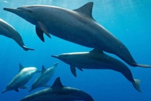 Zanzibar: tour dei delfini di Kizimkazi e del santuario delle tartarughe marine