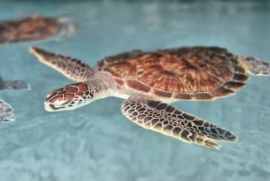 Zanzibar: Kizimkazi Dolphin Tour & Sea turtle Sanctuary Tour