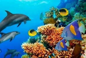 Zanzibar: Kizimkazi Dolphins Tour with Swimming & Snorkeling