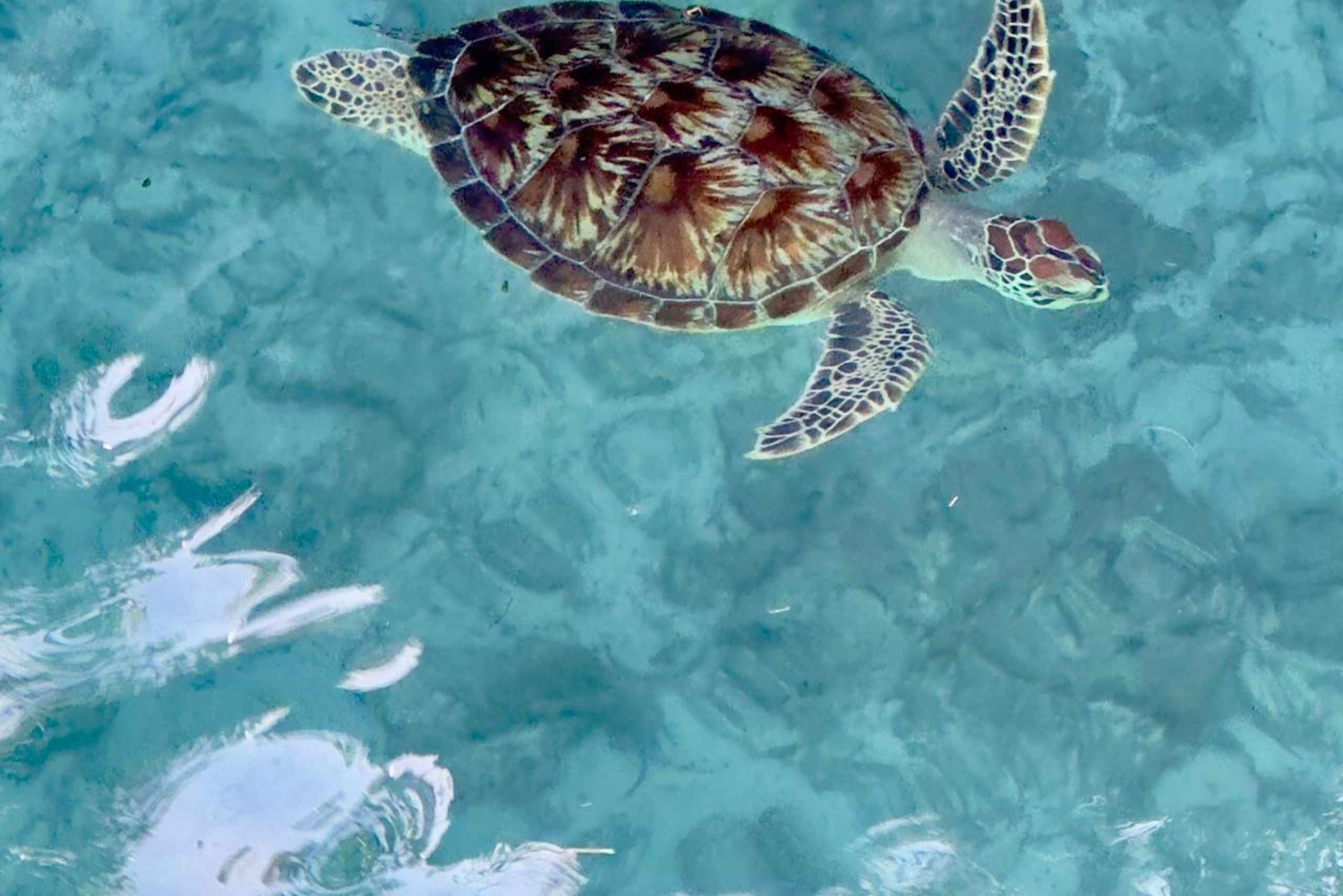 Zanzibar: Kizimkazi Sea Turtle Swim & Salaam Cave Tour