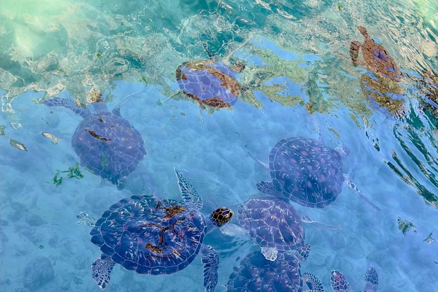 Zanzibar: Kizimkazi Sea Turtle Swim & Salaam Cave Tour