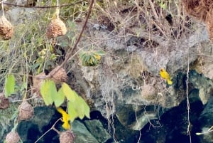 Zanzibar: Kizimkazi Sea Turtle Swim & Salaam Cave Tour