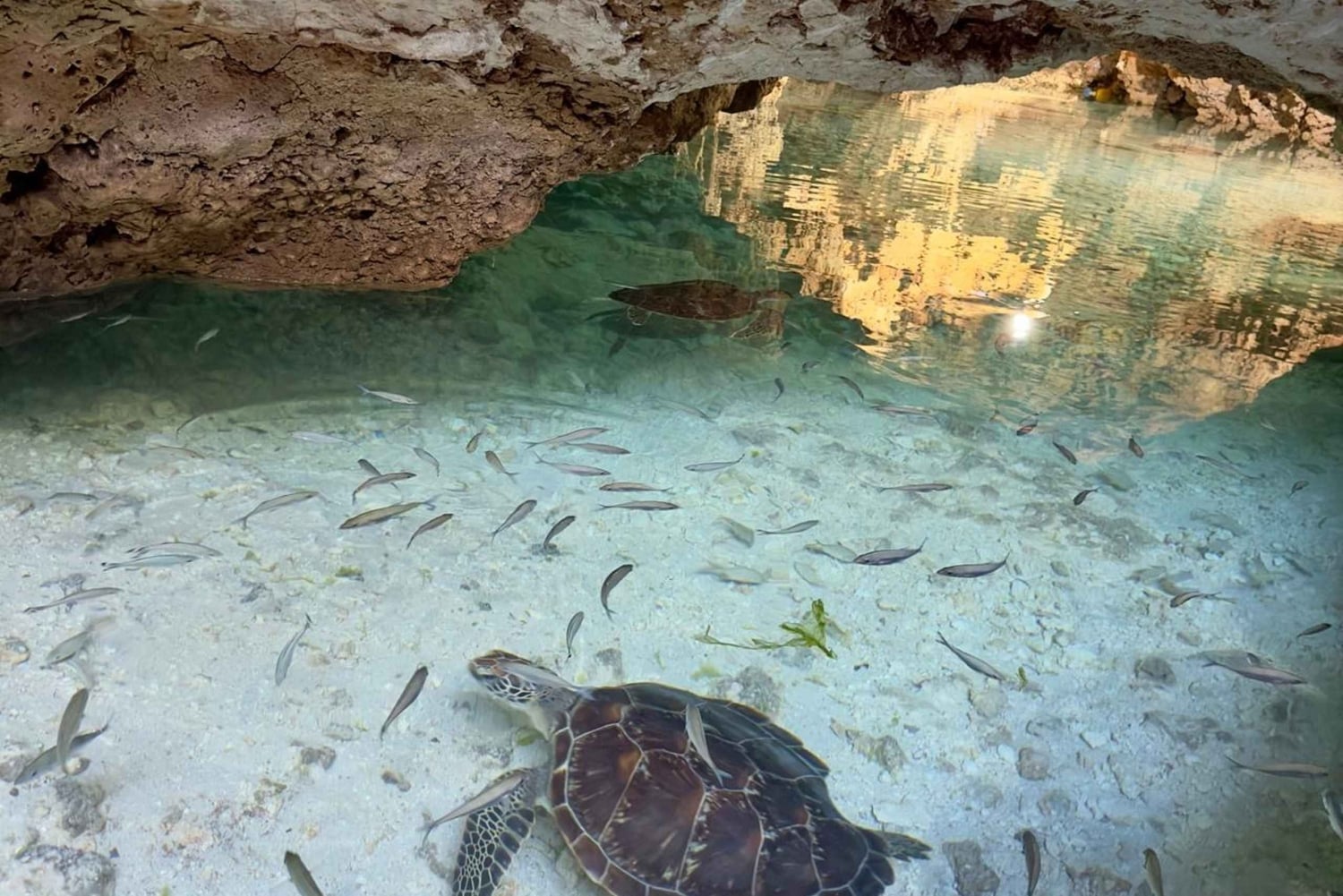 Zanzibar Kizimkazi Secret Cave svømmetur med havskilpadder