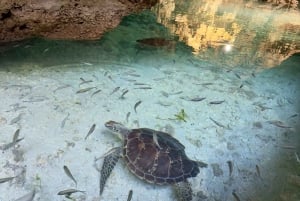 Zanzibar Kizimkazi Secret Cave svømmetur med havskilpadder
