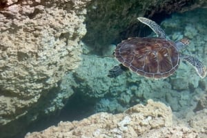Zanzibar Kizimkazi Secret Cave svømmetur med havskilpadder