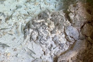 Zanzibar Kizimkazi Secret Cave svømmetur med havskilpadder