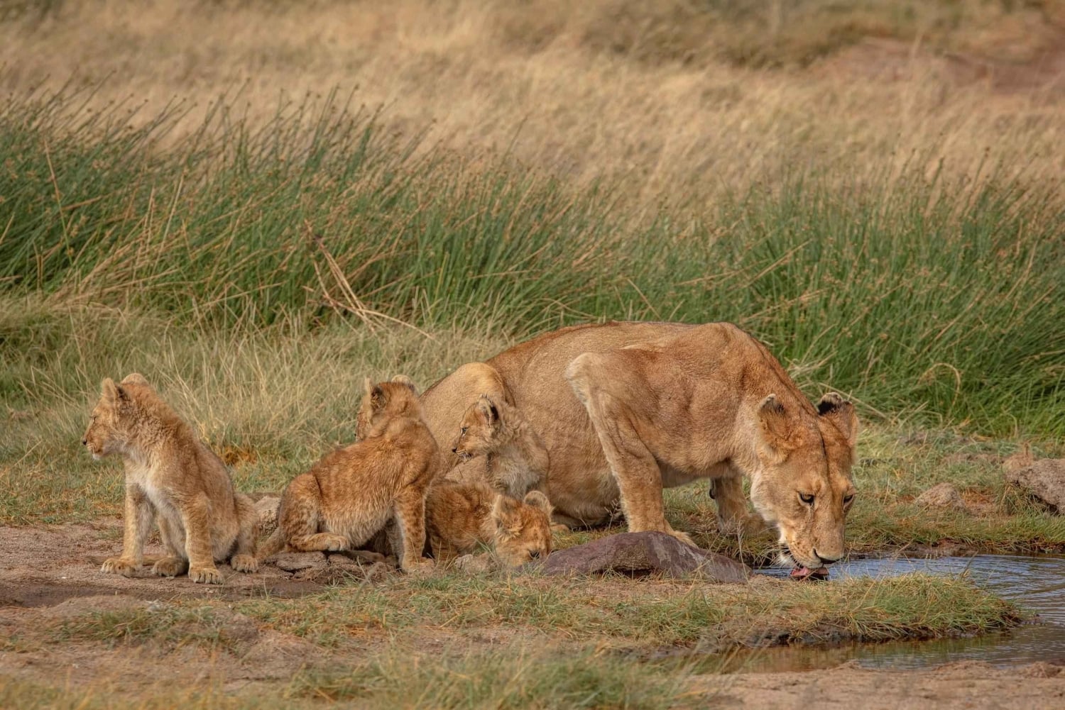 Zanzibar: Lake Manyara Safari & Culture Explore with Flight