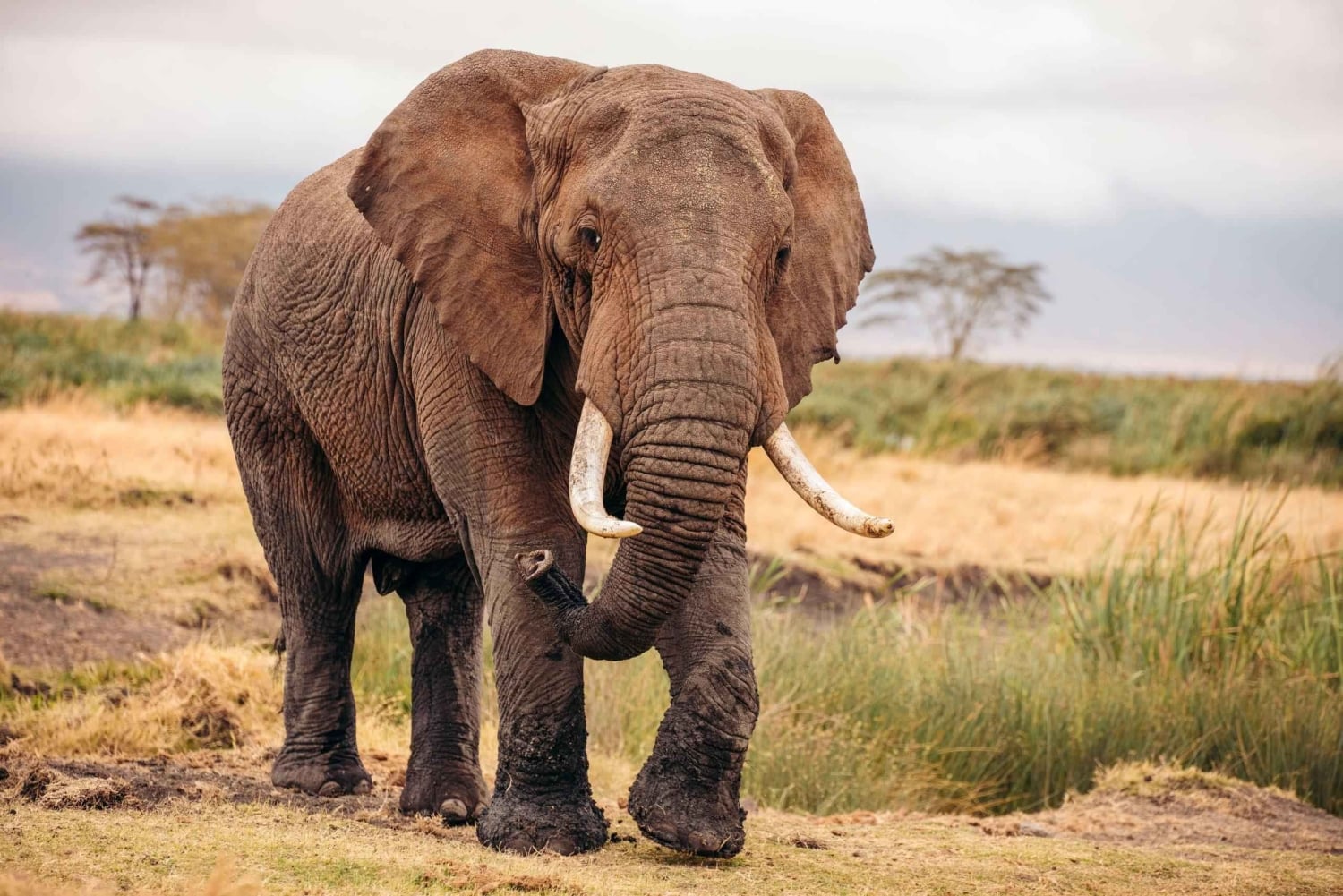 Zanzibar: Lake Manyara Safari & Culture Explore with Flight