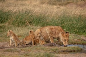 Zanzibar: Lake Manyara Safari & Culture Explore with Flight