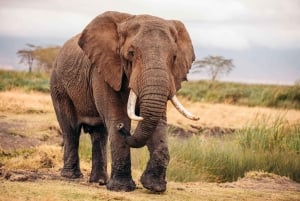 Zanzibar: Lake Manyara Safari & Culture Explore with Flight