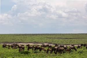 Zanzibar: Lake Manyara Safari & Culture Explore with Flight