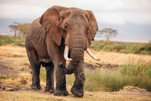 Zanzibar: Lake Manyara Safari & Culture Explore with Flight