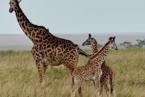 Zanzibar: Lake Manyara Safari & Culture Explore with Flight
