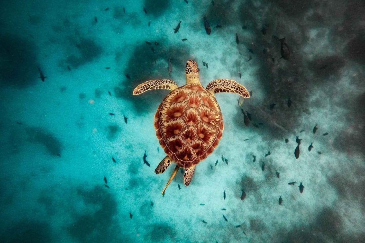 Sansibar: Lounas The Rock -ravintolassa ja Kuza-luola-retki