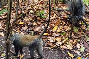 Zanzibar: kultura Masajów, las Jozani i żółwie w jaskini Salaam