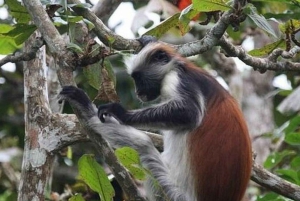 Zanzibar: kultura Masajów, las Jozani i żółwie w jaskini Salaam
