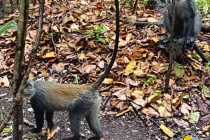 Zanzibar: kultura Masajów, las Jozani i żółwie w jaskini Salaam