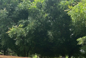 Zanzibar: Maasai Village Tour and Fukuchani Cave Visit