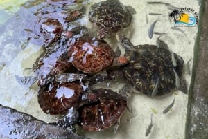 Sansibar: Maasai-kyläretki ja uiminen kilpikonnien kanssa laguuneissa