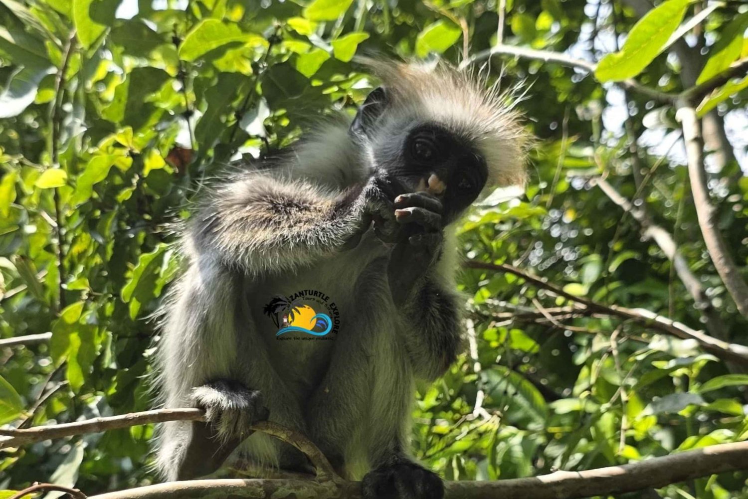 Zanzibar: Mundo Maasai, Floresta Jozani e Restaurante The Rock