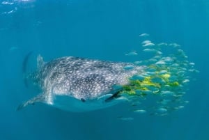 Zanzibar: Mafia Island Whale Shark Day Trip from Zanzibar