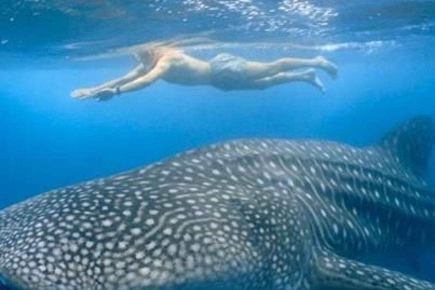 Zanzíbar: excursión de 1 día para hacer snorkel con tiburones ballena en la isla de Mafia