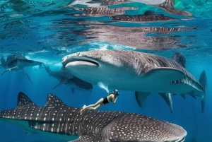 Zanzíbar: excursión de 1 día para hacer snorkel con tiburones ballena en la isla de Mafia