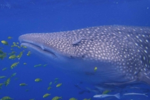 Zanzíbar: excursión de 1 día para hacer snorkel con tiburones ballena en la isla de Mafia