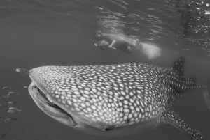 Zanzíbar: excursión de 1 día para hacer snorkel con tiburones ballena en la isla de Mafia