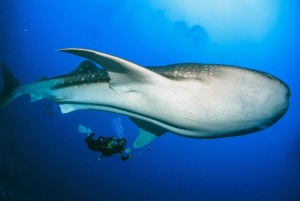 Zanzíbar: excursión de 1 día para hacer snorkel con tiburones ballena en la isla de Mafia
