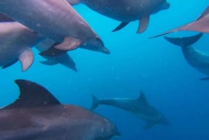 Zanzibar: Mangrovemetsän ekokajakkimelontaretki
