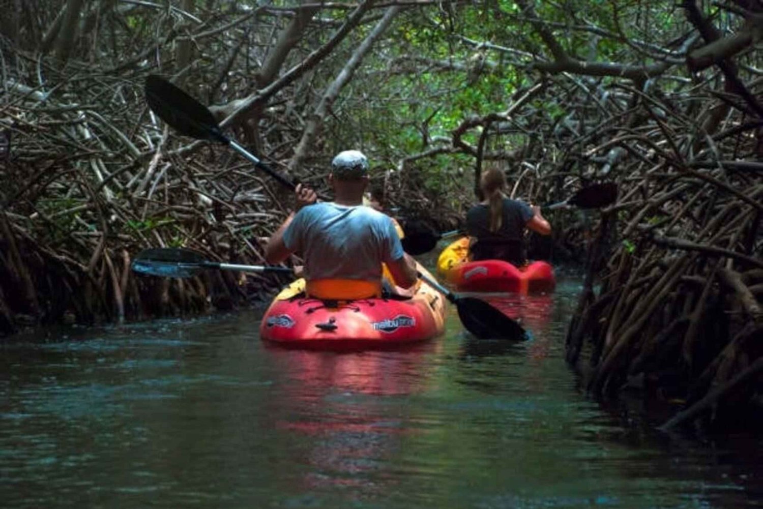 Delfines y tortugas marinas en Mnemba con almuerzo en The Rock