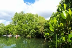 Delfines y tortugas marinas en Mnemba con almuerzo en The Rock