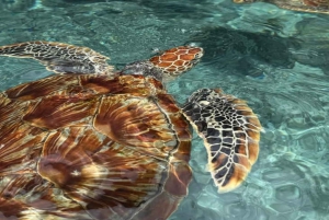 ZANZÍBAR: Kayak por manglares y tortugas en la cueva de Salaam