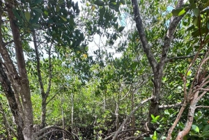 Zanzibar: kajakken in de mangrove, dorp en lunch met tropisch fruit