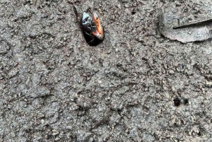 Zanzibar: kajakken in de mangrove, dorp en lunch met tropisch fruit