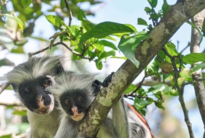 Sansibar: Gefängnisinsel, Jozani-Wald und Mtende-Strand-Tour
