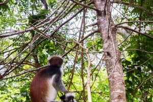 Sansibar: Gefängnisinsel, Jozani-Wald und Mtende-Strand-Tour